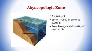Abyssopelagic Zone
• No sunlight
• From 4,000 m down to
6,000 m
• Low density and diversity of
marine life
Abyssopelagic Zone 4,000m
6,000m
100
 