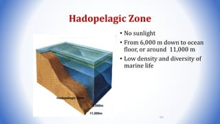 Hadopelagic Zone
• No sunlight
• From 6,000 m down to ocean
floor, or around 11,000 m
• Low density and diversity of
marine life
Hadopelagic Zone
6,000m
11,000m
101
 