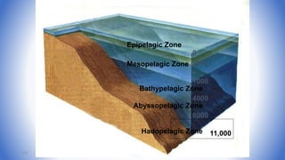 Epipelagic Zone
Mesopelagic Zone
Bathypelagic Zone
Abyssopelagic Zone
Hadopelagic Zone
0
200
1000
4000
6000
11,000
102
 