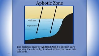 photic zone
disphotic zone
Aphotic Zone
The darkness layer or Aphotic Zone is entirely dark
meaning there is no light. About 90% of the ocean is in
this layer.
103
 