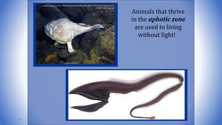 Animals that thrive
in the aphotic zone
are used to living
without light!
104
 