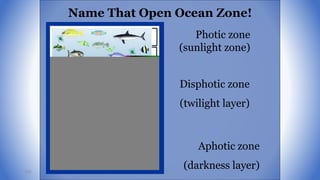 Aphotic zone
(darkness layer)
Name That Open Ocean Zone!
Photic zone
(sunlight zone)
Disphotic zone
(twilight layer)
109
 