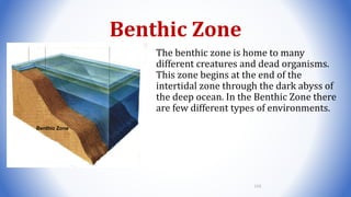 Benthic Zone
The benthic zone is home to many
different creatures and dead organisms.
This zone begins at the end of the
intertidal zone through the dark abyss of
the deep ocean. In the Benthic Zone there
are few different types of environments.
Benthic Zone
110
 