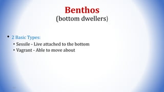 Benthos
(bottom dwellers)
• 2 Basic Types:
• Sessile - Live attached to the bottom
• Vagrant - Able to move about
111
 