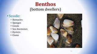 Benthos
(bottom dwellers)
•Sessile:
• Barnacles
• Sponges
• Corals
• Sea Anemones
• Oysters
• Clams
112
 