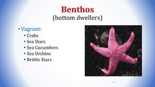 Benthos
(bottom dwellers)
•Vagrant:
• Crabs
• Sea Stars
• Sea Cucumbers
• Sea Urchins
• Brittle Stars
113
 