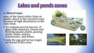 1- littoral zone
near of the shore either lakes or
ponds, also it is the warmest zone
because of high absorbance to the
sun’s heat.
 it’s contain several species of
algae (like diatoms), rooted and
floating aquatic plants, grazing
snails, clams, insects,
crustaceans, and fishes.
 only the egg and larvae stages
are found in this zone.
23
Lakes and ponds zones
 