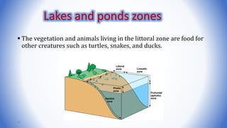 The vegetation and animals living in the littoral zone are food for
other creatures such as turtles, snakes, and ducks.
24
Lakes and ponds zones
 