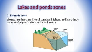 2- limnetic zone
the near surface after littoral zone, well lighted, and has a large
amount of phytoplankton and zooplankton.
25
Lakes and ponds zones
 