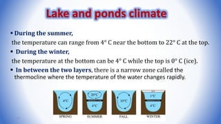  During the summer,
the temperature can range from 4° C near the bottom to 22° C at the top.
 During the winter,
the temperature at the bottom can be 4° C while the top is 0° C (ice).
 In between the two layers, there is a narrow zone called the
thermocline where the temperature of the water changes rapidly.
27
Lake and ponds climate
 