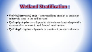 • Hydric (saturated) soils – saturated long enough to create an
anaerobic state in the soil horizon
• Hydrophytic plants – adapted to thrive in wetlands despite the
stresses of an anaerobic and flooded environment
• Hydrologic regime – dynamic or dominant presence of water
40
Wetland Stratification :
 