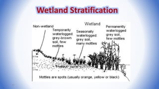41
Wetland Stratification
 