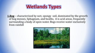 1.Bog – characterized by wet, spongy soil, dominated by the growth
of bog mosses, Sphagnum, and heaths, it is acid areas, frequently
surrounding a body of open water. Bogs receive water exclusively
from rainfall
47
Wetlands Types
 