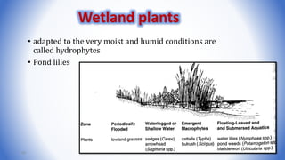 • adapted to the very moist and humid conditions are
called hydrophytes
• Pond lilies
50
Wetland plants
 