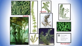 Hydrilla
Coontail
Parrotfeather51
 
