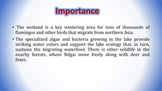 • The wetland is a key wintering area for tens of thousands of
flamingos and other birds that migrate from northern Asia.
• The specialized algae and bacteria growing in the lake provide
striking water colors and support the lake ecology that, in turn,
sustains the migrating waterfowl. There is other wildlife in the
nearby forests, where Nilgai move freely along with deer and
foxes.
54
Importance
 