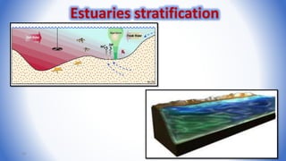 58
Estuaries stratification
 