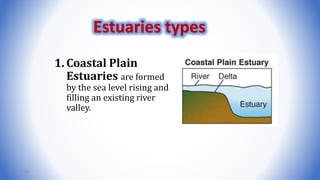 1. Coastal Plain
Estuaries are formed
by the sea level rising and
filling an existing river
valley.
60
Estuaries types
 