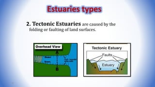 2. Tectonic Estuaries are caused by the
folding or faulting of land surfaces.
61
Estuaries types
 