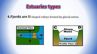 4.Fjords are U-shaped valleys formed by glacial action.
63
Estuaries types
 