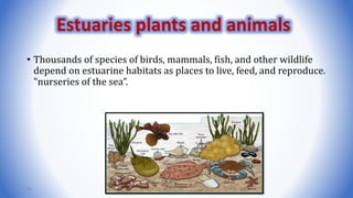 • Thousands of species of birds, mammals, fish, and other wildlife
depend on estuarine habitats as places to live, feed, and reproduce.
"nurseries of the sea”.
65
Estuaries plants and animals
 