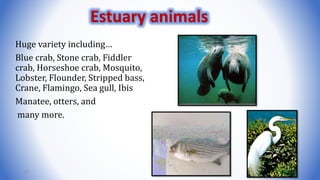 Huge variety including…
Blue crab, Stone crab, Fiddler
crab, Horseshoe crab, Mosquito,
Lobster, Flounder, Stripped bass,
Crane, Flamingo, Sea gull, Ibis
Manatee, otters, and
many more.
67
Estuary animals
 