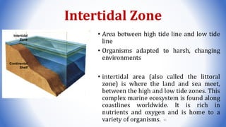 Intertidal Zone
• Area between high tide line and low tide
line
• Organisms adapted to harsh, changing
environments
• intertidal area (also called the littoral
zone) is where the land and sea meet,
between the high and low tide zones. This
complex marine ecosystem is found along
coastlines worldwide. It is rich in
nutrients and oxygen and is home to a
variety of organisms.
Intertidal
Zone
Continental
Shelf
81
 
