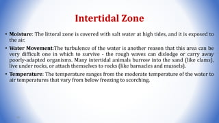 Intertidal Zone
• Moisture: The littoral zone is covered with salt water at high tides, and it is exposed to
the air.
• Water Movement:The turbulence of the water is another reason that this area can be
very difficult one in which to survive - the rough waves can dislodge or carry away
poorly-adapted organisms. Many intertidal animals burrow into the sand (like clams),
live under rocks, or attach themselves to rocks (like barnacles and mussels).
• Temperature: The temperature ranges from the moderate temperature of the water to
air temperatures that vary from below freezing to scorching.
82
 