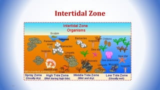 Intertidal Zone
83
 