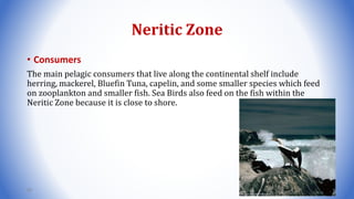 Neritic Zone
• Consumers
The main pelagic consumers that live along the continental shelf include
herring, mackerel, Bluefin Tuna, capelin, and some smaller species which feed
on zooplankton and smaller fish. Sea Birds also feed on the fish within the
Neritic Zone because it is close to shore.
86
 