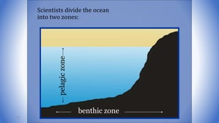 Scientists divide the ocean
into two zones:
benthic zone
pelagiczone
89
 