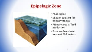 Epipelagic Zone
• Photic Zone
• Enough sunlight for
photosynthesis
• Primary area of food
production
• From surface down
to about 200 meters
Sunlight Zone
Photic Zone
Epipelagic Zone 0m
200m
92
 