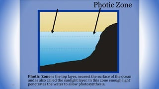 Photic Zone
Photic Zone is the top layer, nearest the surface of the ocean
and is also called the sunlight layer. In this zone enough light
penetrates the water to allow photosynthesis.93
 