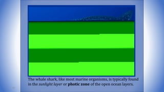The whale shark, like most marine organisms, is typically found
in the sunlight layer or photic zone of the open ocean layers.
94
 