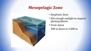 Mesopelagic Zone
• Dysphotic Zone
• Not enough sunlight to support
photosynthesis
• From about
200 m down to 1,000 m
Mesopelagic Zone 200m
1,000m
95
 