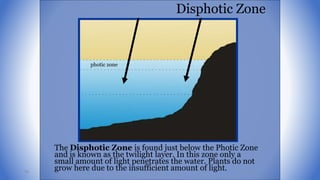 photic zone
Disphotic Zone
The Disphotic Zone is found just below the Photic Zone
and is known as the twilight layer. In this zone only a
small amount of light penetrates the water. Plants do not
grow here due to the insufficient amount of light.96
 