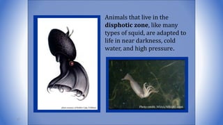Animals that live in the
disphotic zone, like many
types of squid, are adapted to
life in near darkness, cold
water, and high pressure.
97
 