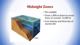 Midnight Zones
• No sunlight
• From 1,000 m down to ocean
floor, or around 11,000 m
• Low density and diversity of
marine life
Midnight Zone
1,000m
11,000m
98
 