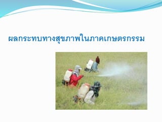 ผลกระทบทางสุขภาพในภาคเกษตรกรรม
 