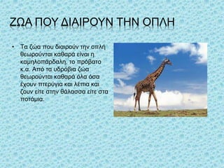 ΖΩΑ ΠΟΥ ΔΙΑΙΡΟΥΝ ΤΗΝ ΟΠΛΗ
• Τα ζώα που διαιρούν την οπλή
θεωρούνται καθαρά είναι η
καμηλοπάρδαλη, το πρόβατο
κ.α. Από τα υδρόβια ζώα
θεωρούνται καθαρά όλα όσα
έχουν πτερύγια και λέπια και
ζουν είτε στην θάλασσα είτε στα
ποτάμια.
 