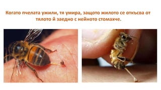 Когато пчелата ужили, тя умира, защото жилото се откъсва от
тялото й заедно с нейното стомахче.
 
