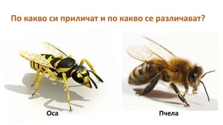 Оса Пчела
По какво си приличат и по какво се различават?
 