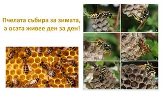 Пчелата събира за зимата,
а осата живее ден за ден!
 