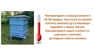 Температурата в кошера винаги е
32-36 градуса. Ако стане по-висока
пчелите започват да го охлаждат
пърхайки с криле. Когато
температурата падне пчелите се
скупчват и започват
да отделят повече топлина.
 