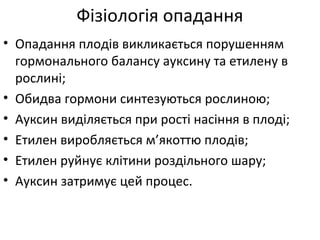 • Опадання плодів викликається порушенням
гормонального балансу ауксину та етилену в
рослині;
• Обидва гормони синтезуються рослиною;
• Ауксин виділяється при рості насіння в плоді;
• Етилен виробляється м’якоттю плодів;
• Етилен руйнує клітини роздільного шару;
• Ауксин затримує цей процес.
Фізіологія опадання
 