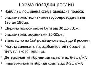 • Найбільш поширена схема дворядна полоса;
• Відстань між поливними трубопроводами від
120 до 180см;
• Ширина полоси може бути від 30 до 70см;
• Відстань між рослинами 25-50см;
• Відповідно на 1м2
розміщують від 3 до 8 рослин;
• Густота залежить від особливостей гібриду та
типу плівкової теплиці;
• Детермінантні гібриди загущують до 6-8шт/м2
;
• Індетермінантні гібриди садять до 3-5шт/м2
;
Схема посадки рослин
 