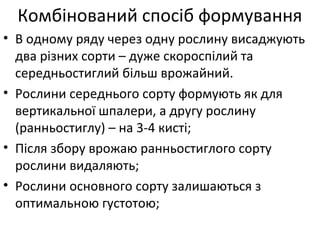 • В одному ряду через одну рослину висаджують
два різних сорти – дуже скороспілий та
середньостиглий більш врожайний.
• Рослини середнього сорту формують як для
вертикальної шпалери, а другу рослину
(ранньостиглу) – на 3-4 кисті;
• Після збору врожаю ранньостиглого сорту
рослини видаляють;
• Рослини основного сорту залишаються з
оптимальною густотою;
Комбінований спосіб формування
 