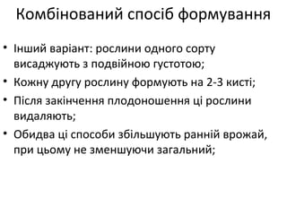 • Інший варіант: рослини одного сорту
висаджують з подвійною густотою;
• Кожну другу рослину формують на 2-3 кисті;
• Після закінчення плодоношення ці рослини
видаляють;
• Обидва ці способи збільшують ранній врожай,
при цьому не зменшуючи загальний;
Комбінований спосіб формування
 