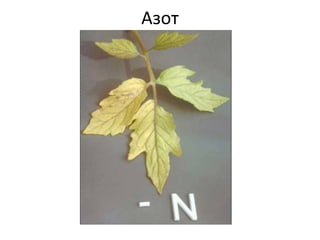 Азот
 