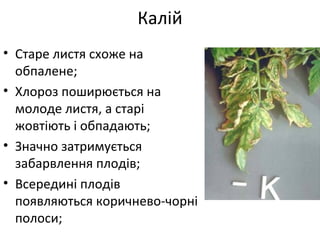 • Старе листя схоже на
обпалене;
• Хлороз поширюється на
молоде листя, а старі
жовтіють і обпадають;
• Значно затримується
забарвлення плодів;
• Всередині плодів
появляються коричнево-чорні
полоси;
Калій
 